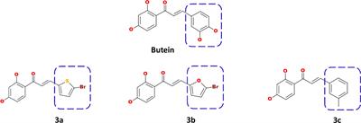 Novel Butein Derivatives Repress DDX3 Expression by Inhibiting PI3K/AKT Signaling Pathway in MCF-7 and MDA-MB-231 Cell Lines